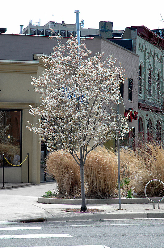 Autumn Brilliance Serviceberry